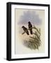 Olivaceous Thornbill, Rhamphomicron Olivaceum-John Gould-Framed Giclee Print