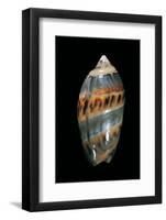 Olivancillaria Gibbosa-Paul Starosta-Framed Photographic Print