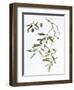 Olive, 1995-Margaret Ann Eden-Framed Giclee Print