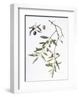 Olive, 1995-Margaret Ann Eden-Framed Giclee Print