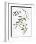 Olive, 1995-Margaret Ann Eden-Framed Giclee Print