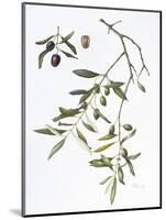 Olive, 1995-Margaret Ann Eden-Mounted Giclee Print