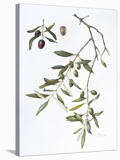 Olive, 1995-Margaret Ann Eden-Stretched Canvas