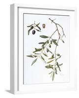 Olive, 1995-Margaret Ann Eden-Framed Giclee Print