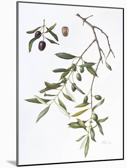 Olive, 1995-Margaret Ann Eden-Mounted Giclee Print