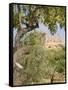 Olive and Almond Trees and the Temple of Juno, Valley of the Temples, Agrigento, Sicily, Italy-Olivieri Oliviero-Framed Stretched Canvas