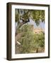 Olive and Almond Trees and the Temple of Juno, Valley of the Temples, Agrigento, Sicily, Italy-Olivieri Oliviero-Framed Photographic Print