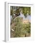 Olive and Almond Trees and the Temple of Juno, Valley of the Temples, Agrigento, Sicily, Italy-Olivieri Oliviero-Framed Photographic Print