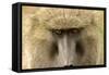 Olive Baboon Close-Up of Face-null-Framed Stretched Canvas