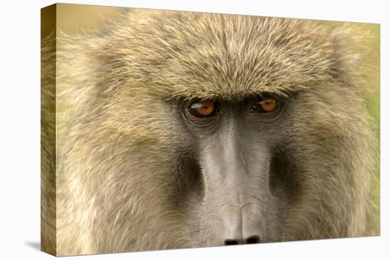 Olive Baboon Close-Up of Face-null-Stretched Canvas