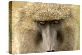 Olive Baboon Close-Up of Face-null-Stretched Canvas