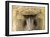 Olive Baboon Close-Up of Face-null-Framed Photographic Print