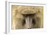 Olive Baboon Close-Up of Face-null-Framed Photographic Print