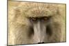 Olive Baboon Close-Up of Face-null-Mounted Photographic Print
