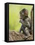 Olive Baboon Infant Riding on its Mother's Back, Serengeti National Park, Tanzania, East Africa-James Hager-Framed Stretched Canvas