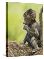 Olive Baboon Infant Riding on its Mother's Back, Serengeti National Park, Tanzania, East Africa-James Hager-Stretched Canvas