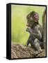 Olive Baboon Infant Riding on its Mother's Back, Serengeti National Park, Tanzania, East Africa-James Hager-Framed Stretched Canvas