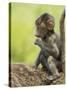 Olive Baboon Infant Riding on its Mother's Back, Serengeti National Park, Tanzania, East Africa-James Hager-Stretched Canvas