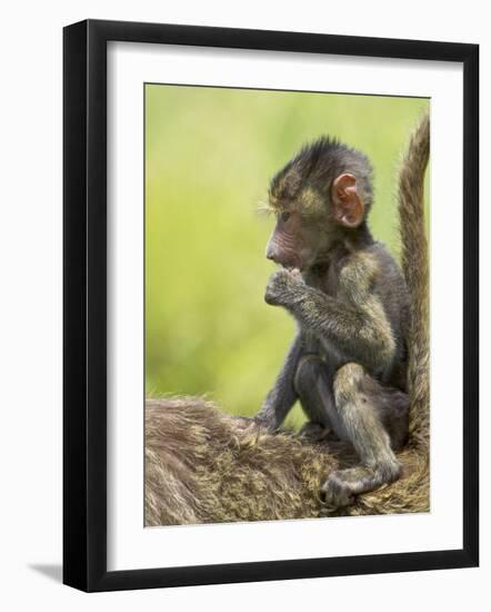 Olive Baboon Infant Riding on its Mother's Back, Serengeti National Park, Tanzania, East Africa-James Hager-Framed Photographic Print