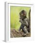 Olive Baboon Infant Riding on its Mother's Back, Serengeti National Park, Tanzania, East Africa-James Hager-Framed Photographic Print