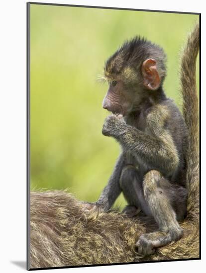 Olive Baboon Infant Riding on its Mother's Back, Serengeti National Park, Tanzania, East Africa-James Hager-Mounted Photographic Print