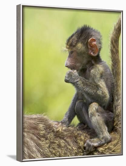 Olive Baboon Infant Riding on its Mother's Back, Serengeti National Park, Tanzania, East Africa-James Hager-Framed Photographic Print