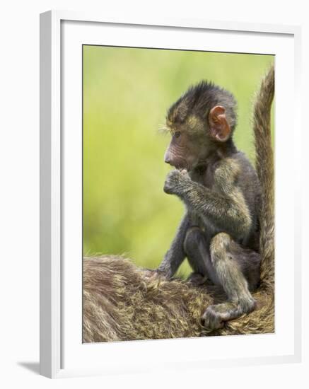 Olive Baboon Infant Riding on its Mother's Back, Serengeti National Park, Tanzania, East Africa-James Hager-Framed Photographic Print