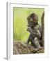 Olive Baboon Infant Riding on its Mother's Back, Serengeti National Park, Tanzania, East Africa-James Hager-Framed Photographic Print