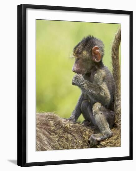 Olive Baboon Infant Riding on its Mother's Back, Serengeti National Park, Tanzania, East Africa-James Hager-Framed Photographic Print