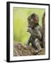 Olive Baboon Infant Riding on its Mother's Back, Serengeti National Park, Tanzania, East Africa-James Hager-Framed Photographic Print