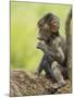 Olive Baboon Infant Riding on its Mother's Back, Serengeti National Park, Tanzania, East Africa-James Hager-Mounted Photographic Print