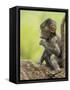 Olive Baboon Infant Riding on its Mother's Back, Serengeti National Park, Tanzania, East Africa-James Hager-Framed Stretched Canvas