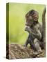 Olive Baboon Infant Riding on its Mother's Back, Serengeti National Park, Tanzania, East Africa-James Hager-Stretched Canvas