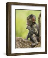 Olive Baboon Infant Riding on its Mother's Back, Serengeti National Park, Tanzania, East Africa-James Hager-Framed Photographic Print