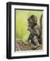 Olive Baboon Infant Riding on its Mother's Back, Serengeti National Park, Tanzania, East Africa-James Hager-Framed Photographic Print
