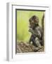 Olive Baboon Infant Riding on its Mother's Back, Serengeti National Park, Tanzania, East Africa-James Hager-Framed Photographic Print