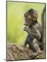 Olive Baboon Infant Riding on its Mother's Back, Serengeti National Park, Tanzania, East Africa-James Hager-Mounted Photographic Print