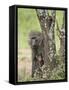 Olive Baboon Mother and Infant, Serengeti National Park, Tanzania-James Hager-Framed Stretched Canvas