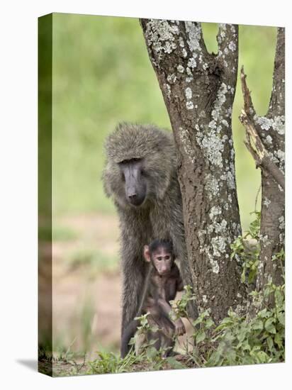 Olive Baboon Mother and Infant, Serengeti National Park, Tanzania-James Hager-Stretched Canvas