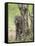Olive Baboon Mother and Infant, Serengeti National Park, Tanzania-James Hager-Framed Stretched Canvas