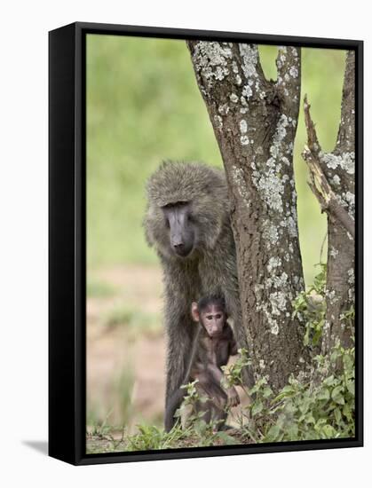 Olive Baboon Mother and Infant, Serengeti National Park, Tanzania-James Hager-Framed Stretched Canvas