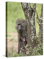 Olive Baboon Mother and Infant, Serengeti National Park, Tanzania-James Hager-Stretched Canvas
