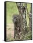 Olive Baboon Mother and Infant, Serengeti National Park, Tanzania-James Hager-Framed Stretched Canvas