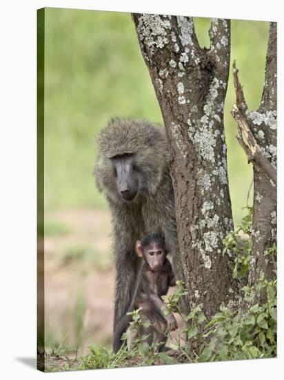 Olive Baboon Mother and Infant, Serengeti National Park, Tanzania-James Hager-Stretched Canvas