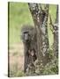 Olive Baboon Mother and Infant, Serengeti National Park, Tanzania-James Hager-Stretched Canvas