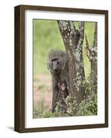 Olive Baboon Mother and Infant, Serengeti National Park, Tanzania-James Hager-Framed Photographic Print