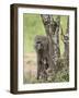 Olive Baboon Mother and Infant, Serengeti National Park, Tanzania-James Hager-Framed Photographic Print