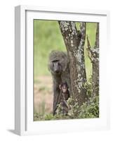 Olive Baboon Mother and Infant, Serengeti National Park, Tanzania-James Hager-Framed Photographic Print