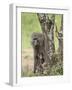 Olive Baboon Mother and Infant, Serengeti National Park, Tanzania-James Hager-Framed Photographic Print