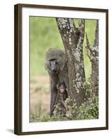 Olive Baboon Mother and Infant, Serengeti National Park, Tanzania-James Hager-Framed Photographic Print